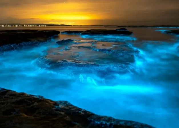 La bioluminescence